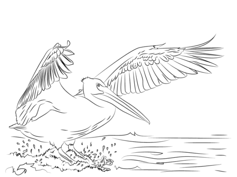 American White Pelican Landing Coloring Page